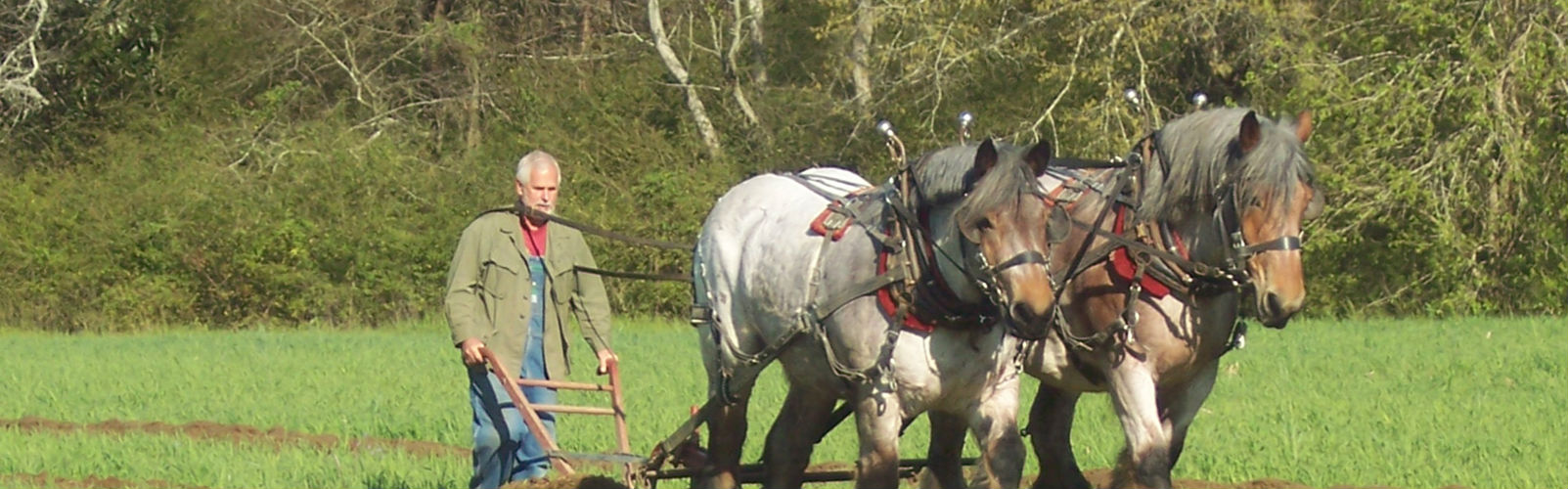 Spring-Farm-Day_500h